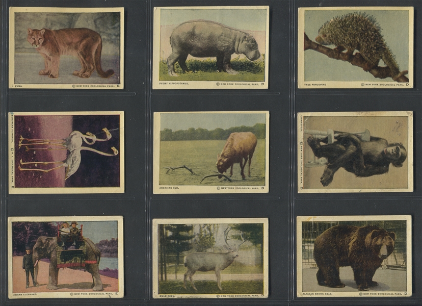 V67 Neilson's Wild Animals Lot of (32) Cards