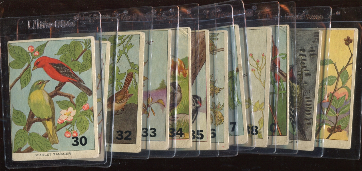 1930's Unbranded North American Bird Near Set of (50/54) Cards