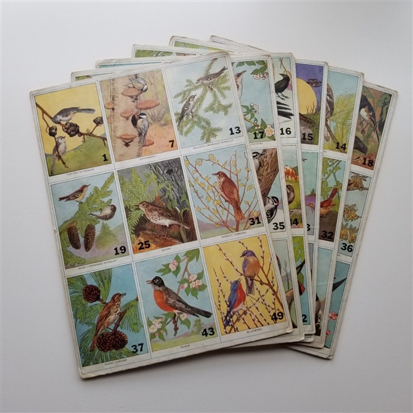 1930's Unbranded North American Bird Near Set of (50/54) Cards