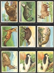 T29 Hassan Animals Lot of (22) Cards