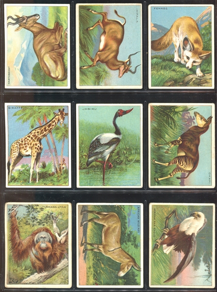 T29 Hassan Animals Lot of (22) Cards