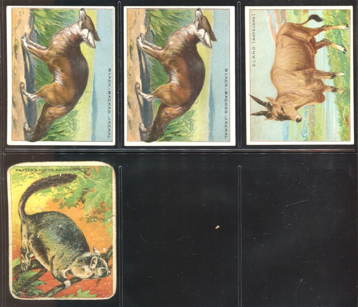 T29 Hassan Animals Lot of (22) Cards