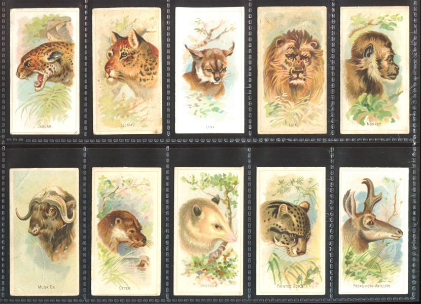 N25 Allen & Ginter Wild Animals of the World Complete Set of (50) Cards