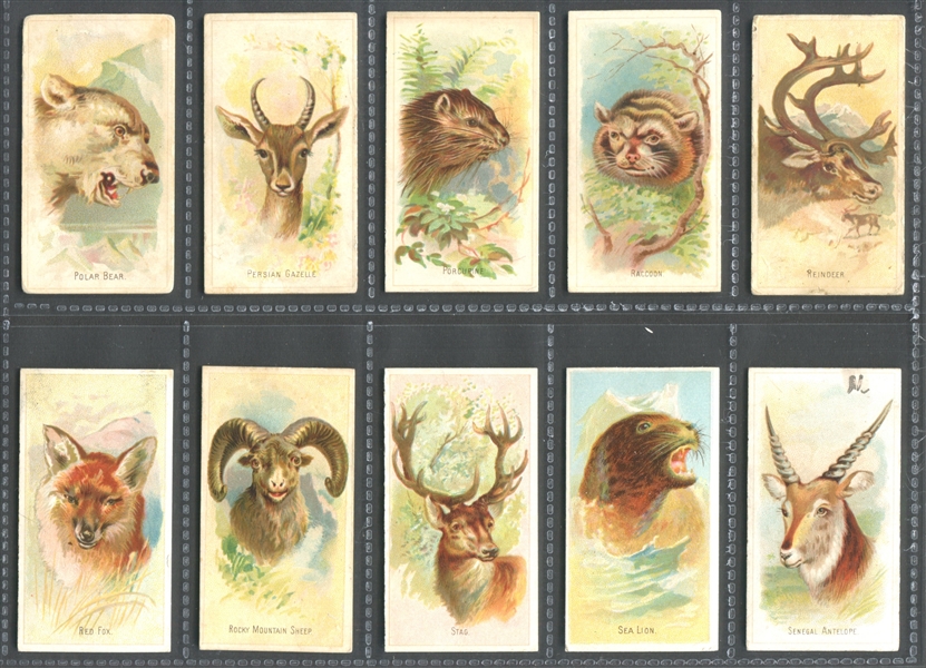 N25 Allen & Ginter Wild Animals of the World Complete Set of (50) Cards