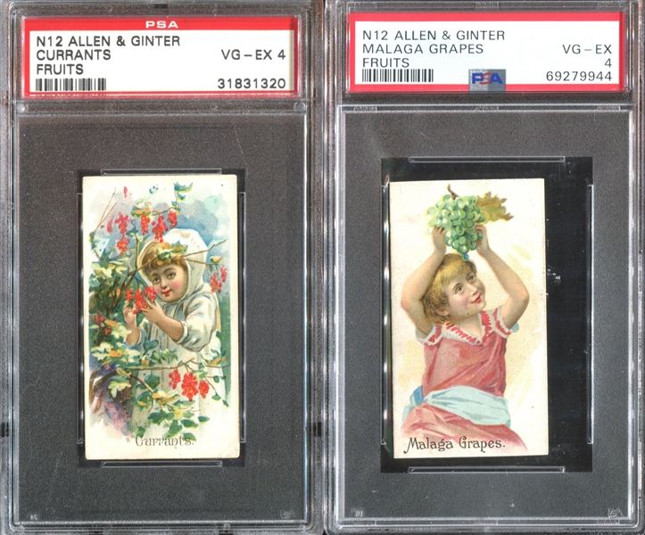 N12 Allen & Ginter Fruits Lot of (2) PSA4 VG-EX Graded Cards