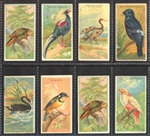 N5 Allen & Ginter Birds of the Tropics Lot of (14) Cards