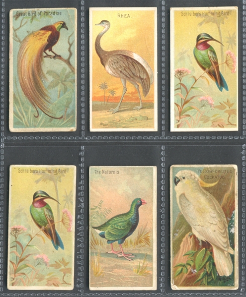 N5 Allen & Ginter Birds of the Tropics Lot of (14) Cards