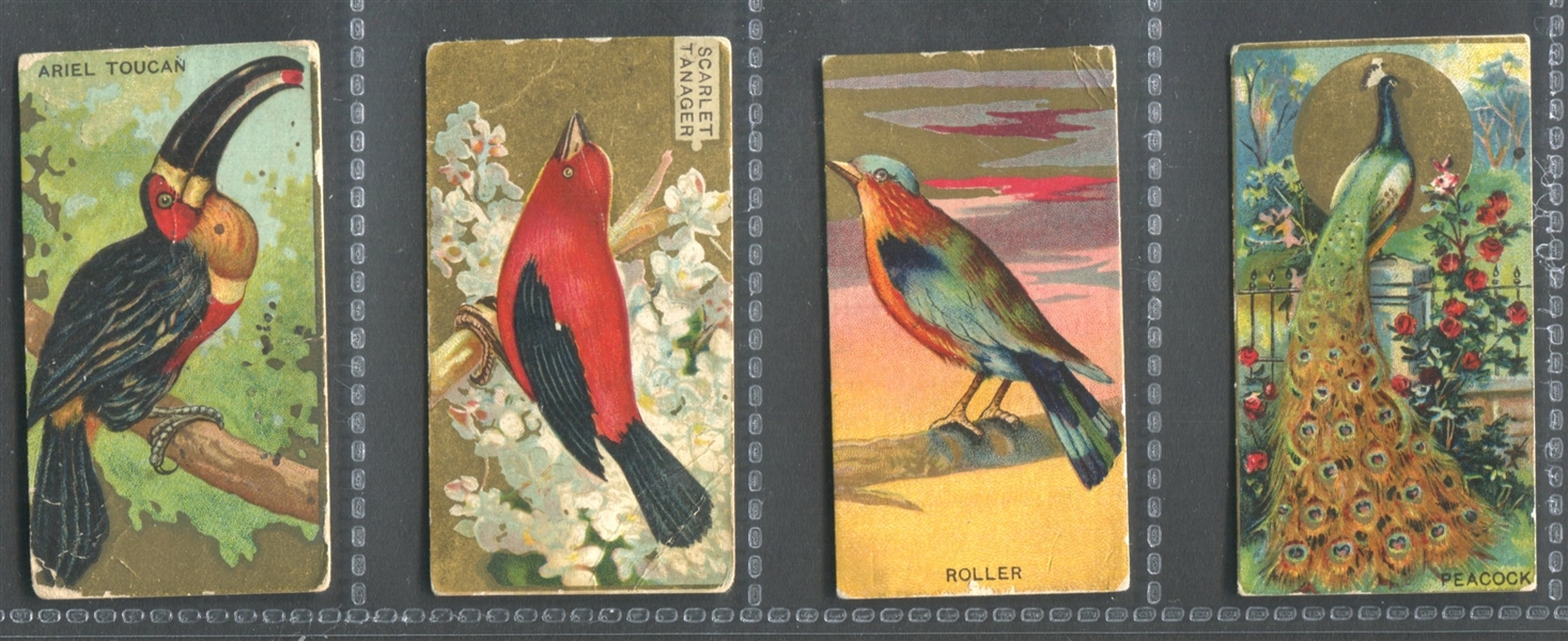 T42 Bird Series Lot of (4) TOUGH American Beauty-Backed Cards