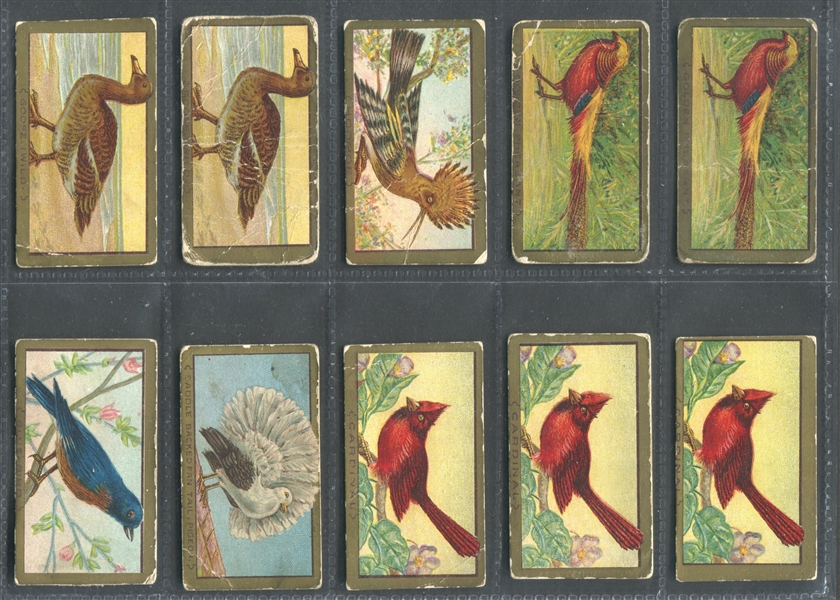 T42 Bird Series Lot of (15) Cycle Back-ed Cards