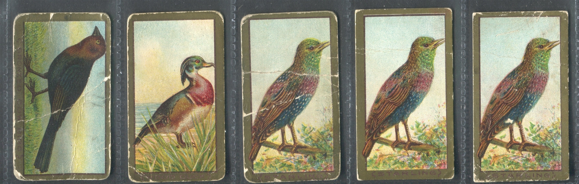 T42 Bird Series Lot of (15) Cycle Back-ed Cards