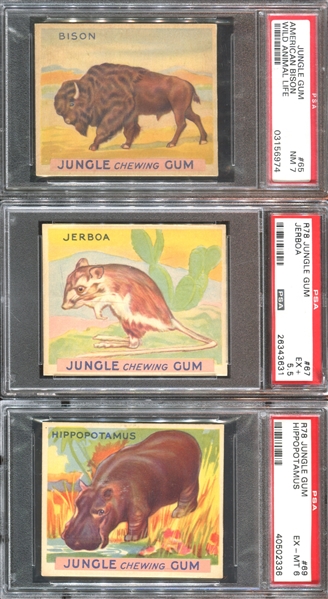 R78 Goudey Jungle Gum Lot of (12) PSA-Graded Cards