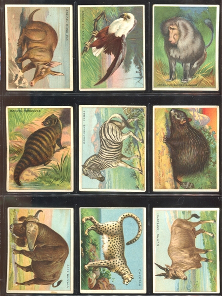 T29 Hassan Cigarettes Animals Lot of (30) Cards