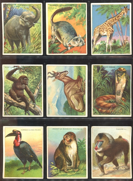 T29 Hassan Cigarettes Animals Lot of (30) Cards