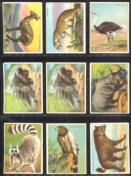 T29 Hassan Cigarettes Animals Lot of (30) Cards