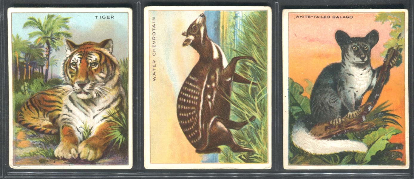 T29 Hassan Cigarettes Animals Lot of (30) Cards