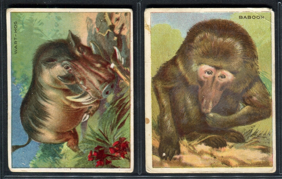 T29 Hassan Animals Lot of (11) Cards