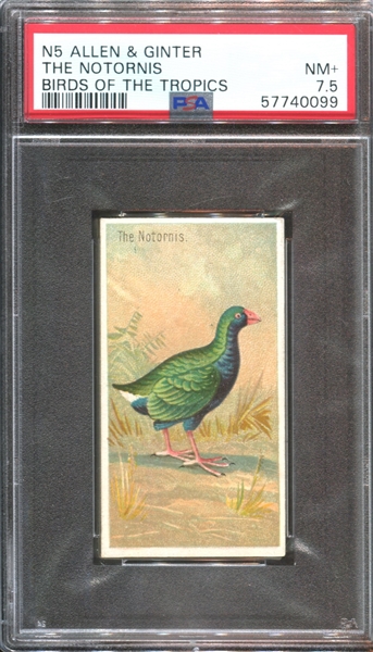 N5 Allen & Ginter Birds of the Tropics The Notornis PSA7.5 NM+ POP1, None Higher