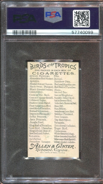 N5 Allen & Ginter Birds of the Tropics The Notornis PSA7.5 NM+ POP1, None Higher