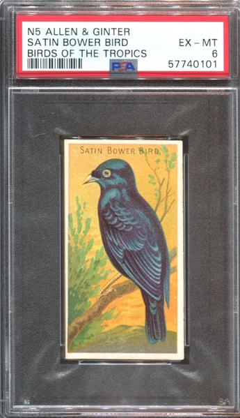 N5 Allen & Ginter Birds of the Tropics Satin Bower Bird PSA6 EX-MT