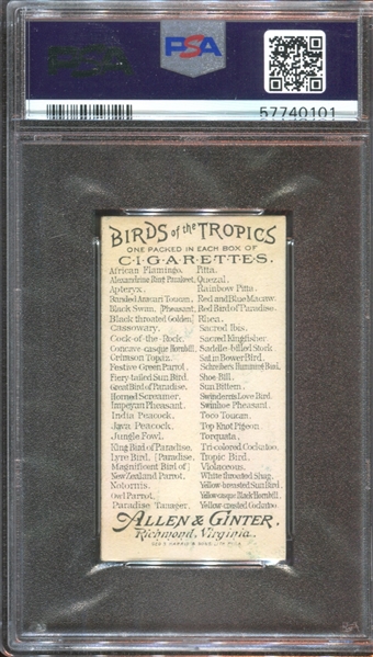 N5 Allen & Ginter Birds of the Tropics Satin Bower Bird PSA6 EX-MT