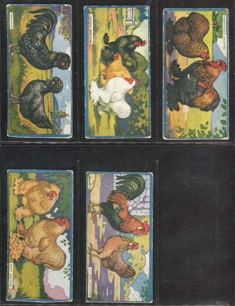 V12 Cowan Chocolates Chicken Cards Near Set of (21/24) Cards