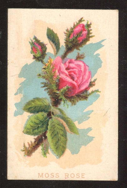 N569 E.T. Pilkington Fruits & Flowers Type Card Moss Rose