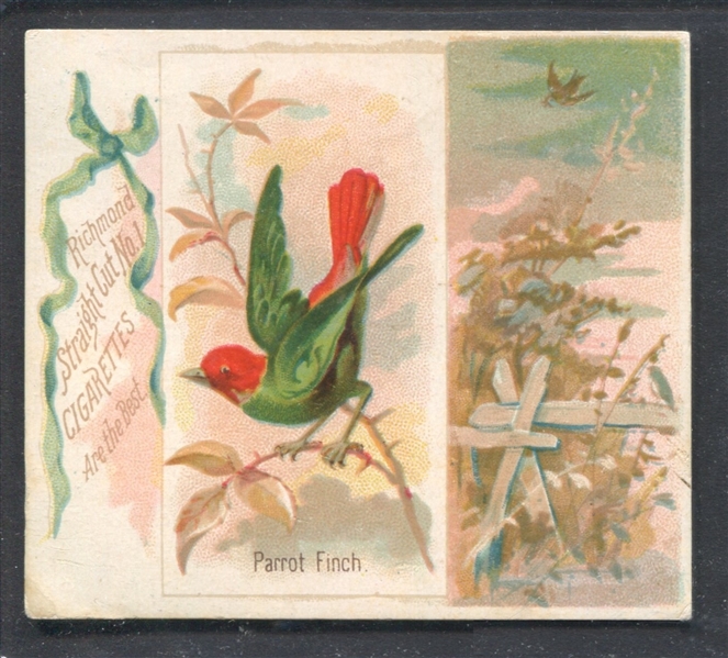 N42 Allen & Ginter Song Birds of the World Parrot Finch