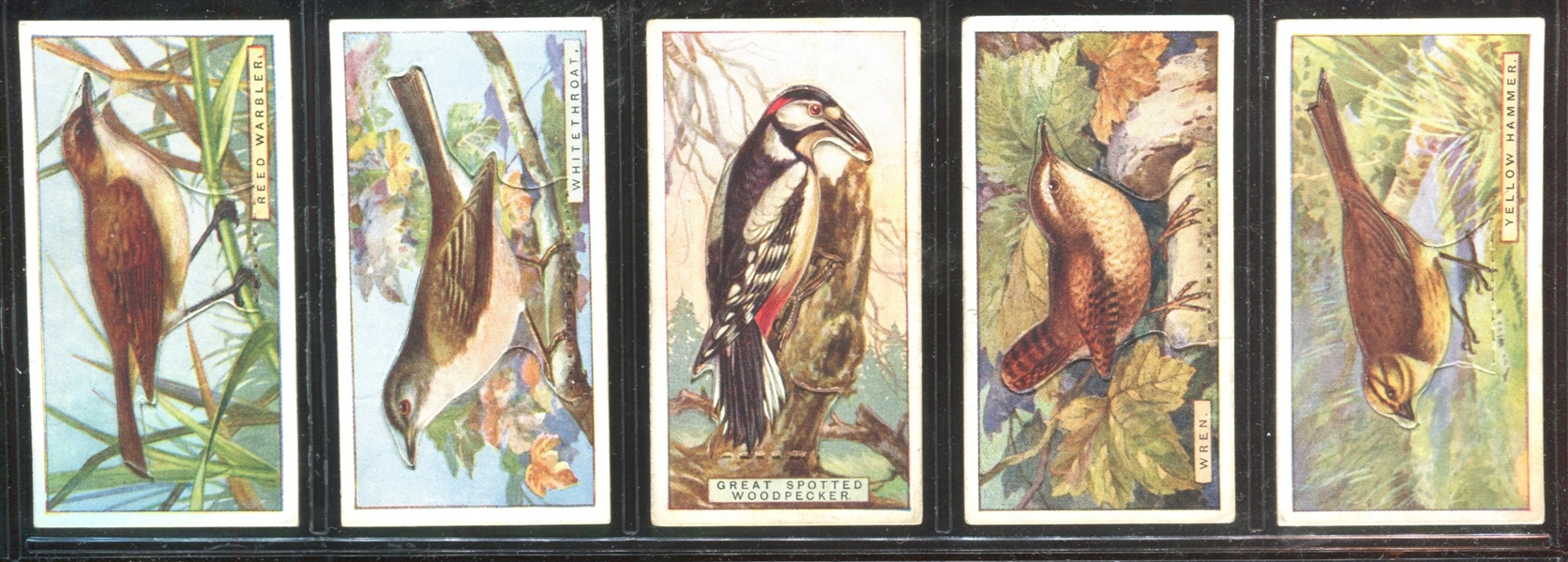 C4 Imperial Tobacco British Birds Complete Set of (50) Die Cut Cards