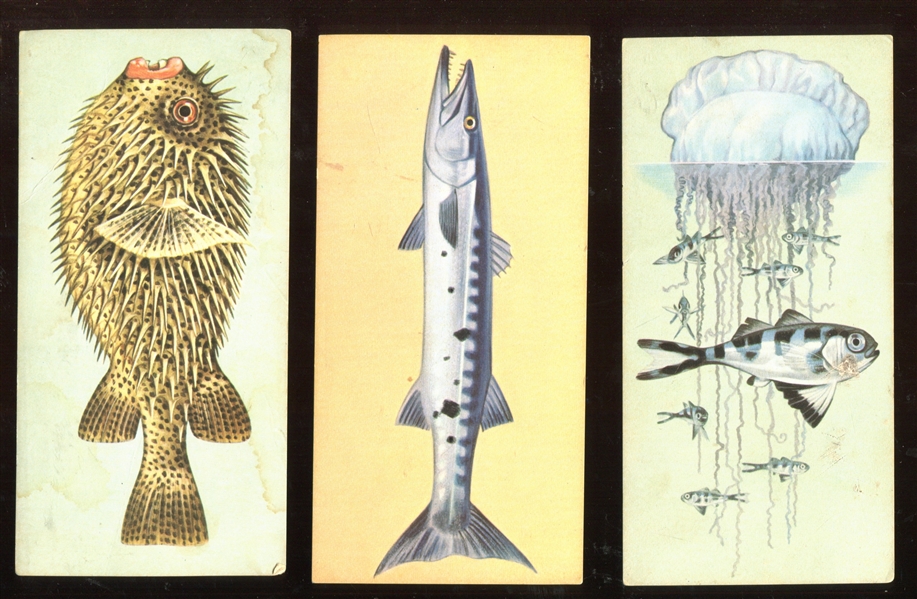 1962 Gelles Widmer Lot of (26) Fish Cards