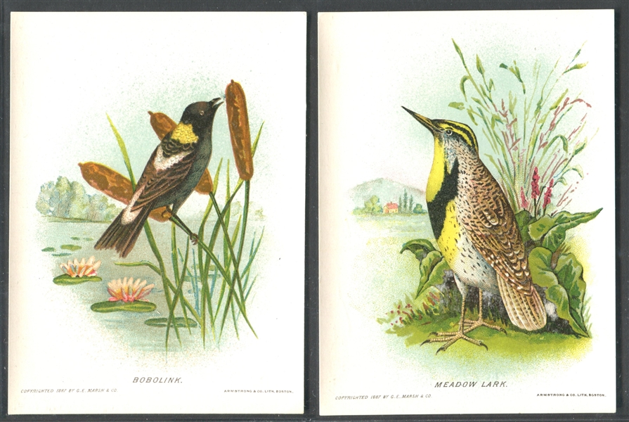 H689 G.E. Marsh New England Birds Complete Set of (12) Cards