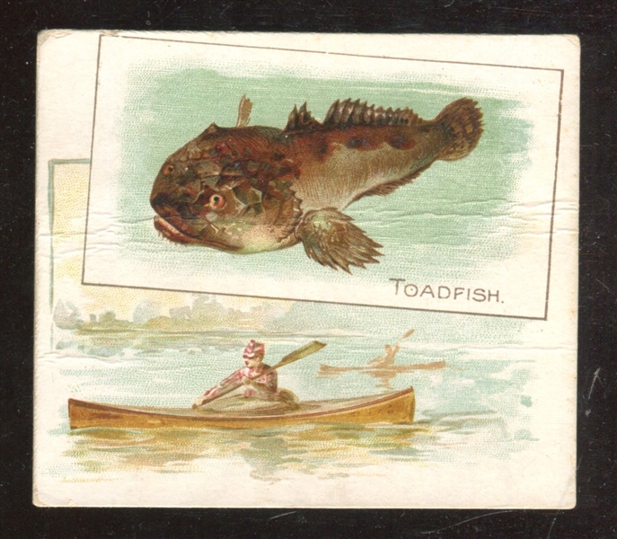 N39 Allen & Ginter Fish From American Waters Toadfish Type Card