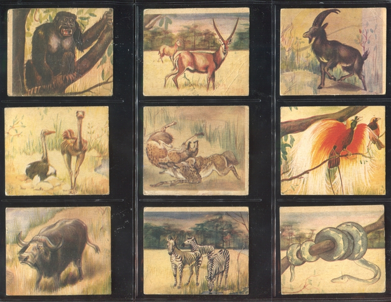 R6 National Licorice African Animal Jig Lot of (14) Cards